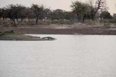 Un caiman