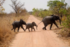 Un éléphant et des petits