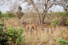 Une antilope