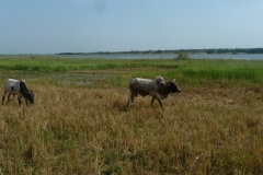 Rencontre animale