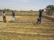 plantation_potager