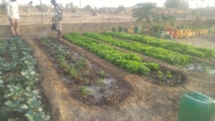 plantation_potager_1