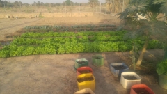 plantation_potager_2