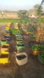 plantation_potager_3