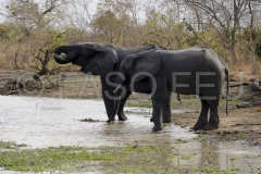 rencontre-animale-couple