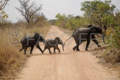 rencontre-animale-en-famille